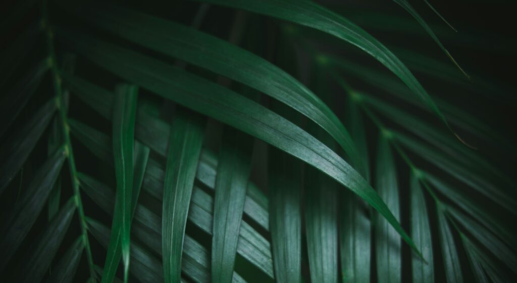 Deep dark green palm leaves pattern